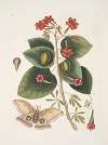 Caryophyllus spurius inodorus &c.; Convolvulus minor Pentaphyllos &c.; Phalæna ingens, The Great Moth.