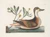 Chrysanthemum &c.; Anas Bahamensis, The Ilathera Duck.