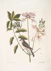 Cistus flore Periclymini, The Upright Honysuckle; Parus cristatus, The crested Titmous.