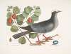 Columba capite albo, The White-crowned Pigeon; Frutex cotini fere folio crasso,&c., The Coco Plum.