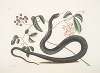 Frutex &c.; Anguis &c., The Black-Snake.
