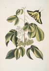 Frutex Viginianus; Papilio caudatus maximus.