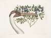 Grus Americana Alba, The hooping Crane; Prunus &c., The Bullet-Bush.