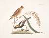 Hortulanus Caroliniensis, The Rice-bird; Oriza, Rice.