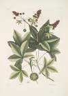 Lacertus viridis Carolinensis, The Green-Lizard of Carolina; Stirax Aceris folio, The Sweet Gum-Tree.