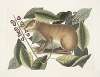Lepus Javensis, The Java Hare; Ficus citrii folio &c.
