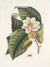 Magnolia fore albo &c.; Formica villosa coccinea, The Velvet Ant.