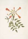 Mellivora &c. , The Humming-bird; Bignonia &c., The Trumpet-Flower.