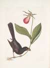 Monedula Tota nigra, The Razor-billed Black-bird of Jamaica; Calceolus &c.