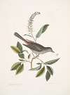 Muscicapa vertice nigro, The Cat-bird; Alni folia Americana serrata.