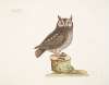 Noctua aurita minor, The little Owl.