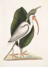 Numenius albus, The White Curlew.