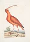 Numenius ruber, The Red Curlew.