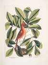 Nux juglans Virginiana alba &c., The Hiccory Tree; The Pig-nut; Coccothraustes ruber, The red Bird.