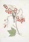 Parus Americanus Gutture luteo, the yellow-throated creeper; Acer Virginianum folio majore, The Red flowering maple.