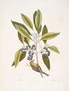 Parus Americanus lutescens, The Pine-creeper; Ligustrum Lauri folio, The puple-berried Bay.