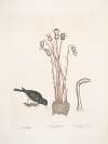 Passer Nivaluis, The Snow-bird; Orobanche Virginiana &c. Broom-rape; Fungoides capitulo intorto, Toad-stool.