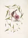 Passerculus, The little Sparrow; Convulvulus Caroliniensis, The Purple Bindweed of Carolina.
