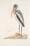 Pelicanus Sylvaticus, The Wood Pelican.