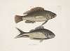 Perca &c., The Negro-Fish; Perca cauda nigra, The Black-Tail.