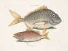 Perca rhomboidalis &c., The Pork Fish; Perca Piunis [pinnis] &c., The Schoolmaster.