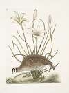 Perdix sylvestris Virginiana, The American Partridge; Lilio narcissus Virginiensis, The Attamusco Lily.
