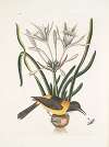 Pica luteo-nigra varia, The Yellow and Black Pye; Lilio-Narcissus Polianthus; Vespa Ichneumon coerulea.