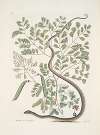 Pseudo-Santalum croceum, Brasiletto; Flos Passionis &c.; Anguis gracilis maculatus, The Spotted Ribbon-Snake.