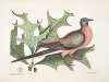 Quercus Esculi divisura, foliis amplioribus aculeatis, Red Oak; Palumbus Migratorius, The Pigeon of Passage.