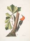 Quercus folio non serrato, in summitate quasi triangulo, Water Oak; Picus capite toto rubro, The red headed Woodpecker.