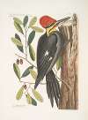 Quercus sempervirens foliis oblongis non sinuatis, Live Oak; Picus maximus crista-tubra, The large red crested Woodpecker.