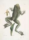 Rana maxima, The Bull-Frog; Helleborena, The Lady’s Slipper of Pennsylvania.