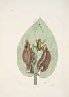 Rana viridis arborea, The Green-Tree Frog; Arum Americanum, The Scunk Weed.