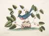 Rubecula Americana, The Blue Bird; Smilax non spinola, bumilis Aristolochiæ, baccis rubris.