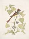 Smilax &c.; Muscicapa cristata, The crested Flycatcher.