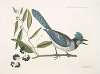 Smilax loevis Lauri folio non Serrato, baccis nigris, The Bay-leaved Smilax ; Pica cristata carulea, The crested Jay.