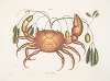 Tapia &c.; Cancer terrestris, The Land-Crab.