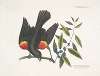 The red winged Starling; The broad-leaved Candle-berry Myrtle.
