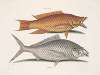 Turdus flavus, The Hog-Fish; Turdus &c., The Shad.