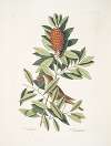 Turdus minimus, The little Thruth; Agrifolium Carolinense, foliis dentatis baccis rubris, The Dahoon Holly.