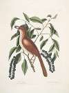 Turdus ruffus, The fox-coloured Thruth; Ceraso similis arbuscula &c., The Cluster’s Black Cherry.
