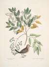 Turtur minimus guttatus, The Ground Dove; Zanthoxylum spinosum Lentisci foliis, &c., The Pellitory, or Tooth-ach Tree.