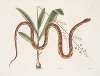 Viscum &c.; Anguis &c., The Corn-Snake.