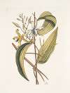 Volubilis siliquosa Mexicana plantagini folio, The Vanelloe.