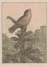 Zingende vogel op naaldboom
