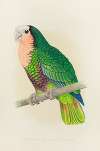 Cuban Parrot, or Red-Throated White-Headed Amazon