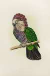 Hawk-Headed or Ruffed Parrot