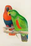Red-Sided or New Guinea Eclectus
