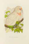 Slender-Billed Cockatoo