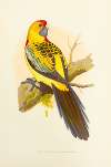 Yellow-Rumped Parrakeet, or Broadtail